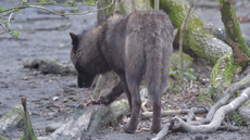 Timberwolf (8).jpg
